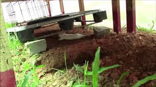 Rabbit hiding in Aquaponics greenhouse