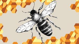 The Plight of the Honeybee - Queens In Trouble