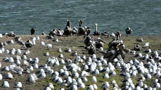 Bolsa Chica Wetlands