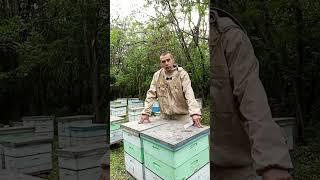 Качаем акацию #bee #пчеленок #beekeeper
