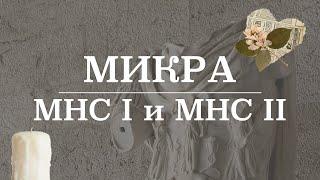 Главный комплекс гистосовместимости (МНС 1 и МНС 2) | Микробиология