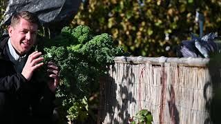 Farm to Table - Kale Harvest and Recipies