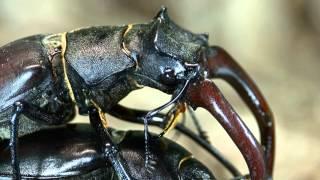 Lucanus cervus mating