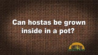 Q&A – Can hostas be grown inside in a pot?