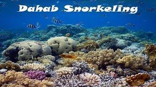 Snorkeling in Dahab  - Blue Hole, Bells, Eel Garden, Abu Galum and much more