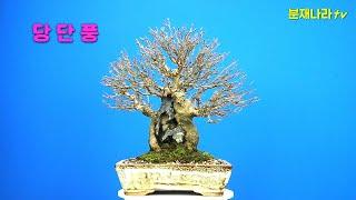 분재,당단풍,소품분재,盆栽,분재나라,Acer buergerianum Miq.,분재판매, 분재나라tv