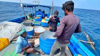 முதல் நாள் தூண்டி தொழிலில் 1 ஆம் பாட்டில் பிடித்த கேரை,பர்லா மீன்கள் | Day 1|Episode 3|Hook Fishing