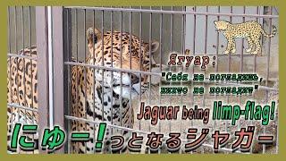 【１駅分の癒し】【4K】にゅーっとなる！ジャガー Ягуар: “Себя не погладишь, никто не погладие” Jaguar being limp-flag!