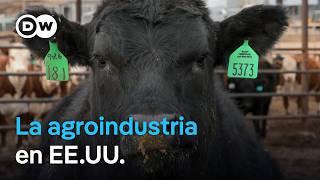 Agronegocio en EE. UU. - El lado oscuro de la productividad y rentabilidad | DW Documental