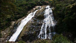 Khám phá cung đường rừng Seibu Rindo và thác Ohko no Taki tại đảo Yakushima, tỉnh Kagoshima