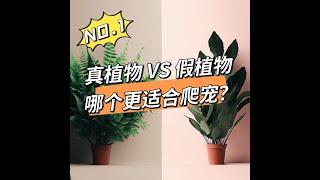 真植物VS假植物，哪個更適合爬寵？