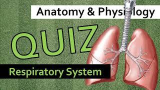 QUIZ: Respiratory System | Anatomy & Physiology