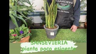 SANSEVIERIA tutto quello che devi sapere !