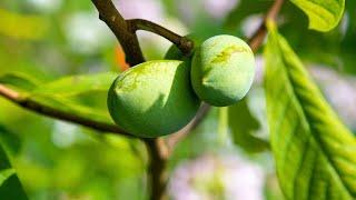 How To Maximize Your Pawpaws Fruit Production...