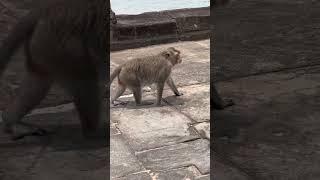 Monkey at Angkor Wat Temple #monkey