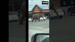 An elephant on the loose in Butte, Montana #katu2abc #katu #portland