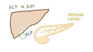 Liver and pancreatic enzymes explained | AST, ALT, GGT, ALP, Amylase & Lipase