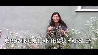 Growing Cilantro & Parsley - How to Keep Them from Bolting to Seed