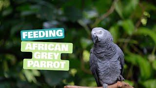 Feeding an African Grey Parrot: Expert Tips and Advice | Daily Needs Studio