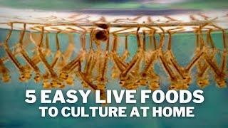 5 Easy Live Foods to Feed your Fish - Live Food Cultures You Can Keep at Home