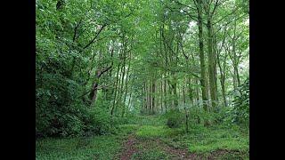 If there's a Heaven, it's a big Beech wood