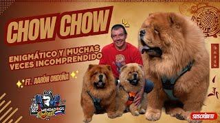 Chow Chow ¿Agresivo o simplemente incomprendido? un perro rodeado de mitos Ep21 Los RecomendaDogs