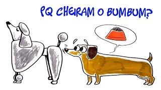 Por que CACHORRO CHEIRA O BUMBUM do outro? #DúvidaCruel 12