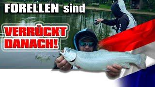 FORELLEN werden verrückt! Forellenangeln bei "WILD": erfolgreich? FANGENSWERT Spoons | Erwin Meiris