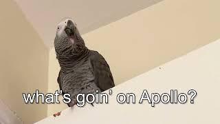 Apollo the Funniest Talking Parrot