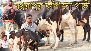 অনলাইনে গাভী না কেনার পরামর্শ দেশী ও প্রবাসী ভাইদের। সাইদুল ভাইয়ের মাশাল্লাহ সুন্দর গাভীর কালেকশন।