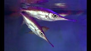 サギフエ　Longspine snipefish　Macroramphosus scolopax