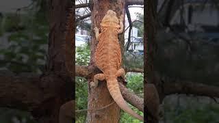 Бородатая агама прогулочка . Выгул . #tiktok #shortvideo #animals #ящерица #агама #shorts .
