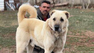 TÜRKİYE’NİN EN İDDALI KANGAL KÖPEĞİ ! ESKİ İRİ KANGALLARIN SON TEMSİLCİSİ !