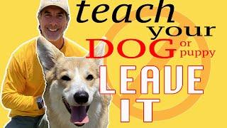 How to Teach ANY DOG to LEAVE IT in 5 Minutes