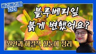 "블루베리 잎이 붉게 변했어요! 걱정하지 마세요, 원인과 해결책 알려드립니다!"