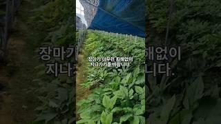 6월 장마철의 시작인듯합니다.6월의 5년근 인삼밭입니다.잎과 줄기의 크기가 크고 잘자라고 있습니다.수확때까지 더 잘 크기를 바랍니다.​