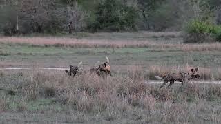 African Wild Dogs in Gorongosa NP, Mozambique