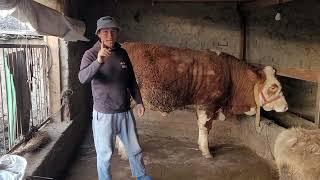 БУКАИ  СМЕТАЛИ АРГИНАЛИ ФУРӮШИ ДАР НОҲИЯИ ФАРХОР 05.03.2025.  