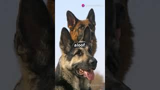 German Shepherd vs. Husky: Which Dog is More Loyal? #fail #funny