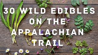  30 Wild Edibles To Forage On The Appalachian Trail!