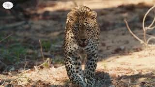 South Africa Luxury Safari | Africa Adventure Consultants