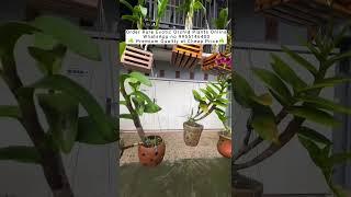 Buy Rare Orchid Plants Online #flowers #orchids #orchid #plants #orchidcare #gardening #ytshorts