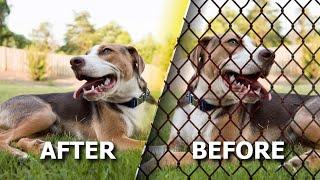 How to remove a Chain Link Fence from images! | Photoshop Tutorial