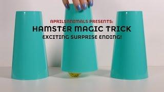 AprilsAnimals - Hamster Magic Trick (NEW HAMSTER)