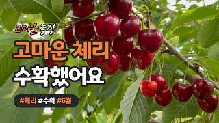 수확하고 6개월만에 올리는 체리 수확 영상 - 고마운 농장