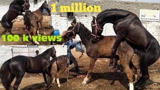 horse breeding in india hyderabad from #habshi horse #akramdairyfarm my horse stallion  1 #million