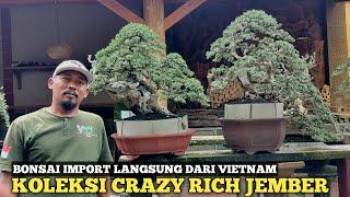 BONSAI IMPORT LANGSUNG DARI VIETNAM!! KOLEKSI CRAZY RICH JEMBER DIPERKIRAKAN MILYARAN