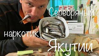 Серебряный наркотик Якутии ( Тугунок )