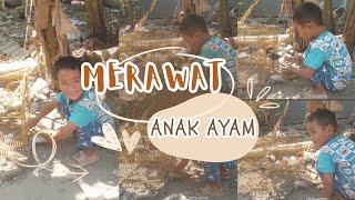 MERAWAT ANAK AYAM,JADI BAPAK AYAM | SUARA AYAM | BHAMA CHANEL