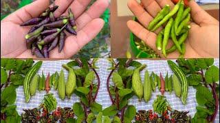 Harvesting Pure Organic Fresh Vegetables From My Terrace // Harvesting Organic Vegetables